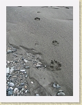 Alaska 091 * Wolf tracks on this sandy island let us know that we had left civilization behind and truly entered the wilderness. * Wolf tracks on this sandy island let us know that we had left civilization behind and truly entered the wilderness. * 2112 x 2816 * (3.0MB)